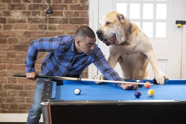 Kenzo weighs as much as a fully grown man and when stood on his hind legs can get as high as six feet tall. Credit: SWNS