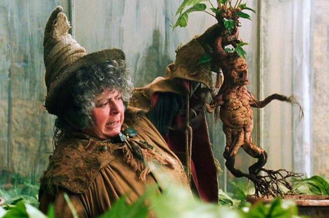 The actor portrayed Professor Pomona Sprout in Harry Potter and the Chamber of Secrets. Credit: Warner Bros.