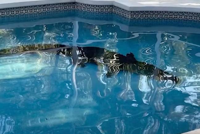 The nuisance alligator was euthanised. Credit: FOX 35 Orlando 