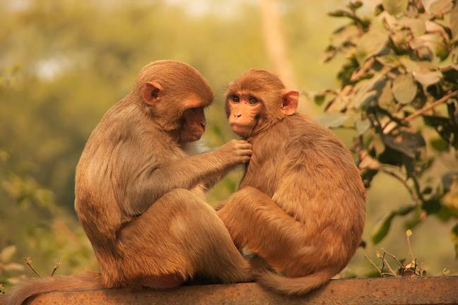 Wild Rhesus Macaques, the type monkey that suffered through the Neuralink experiments.  of Credit: Don Mammoser / Alamy