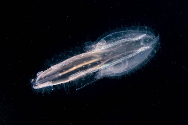 A transluscent comb jelly in West Papua, Indonesia. Credit: WaterFrame/Alamy Stock Photo