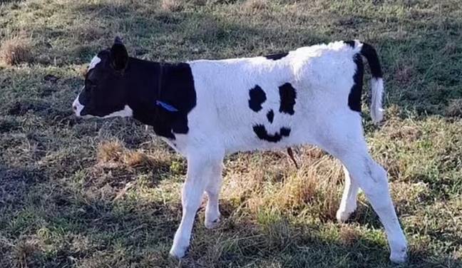 livestock Credit: Bellbrook Holsteins