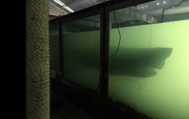 For years Rosie floated alone in her tank in the abandoned wildlife park. Credit: Lukie Mc/YouTube