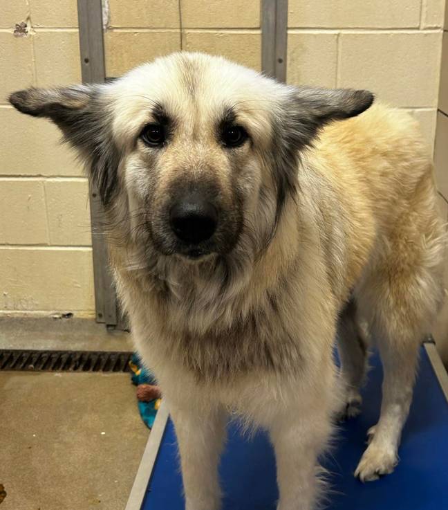 The shelter offered to help Lilo's original owner. Credit: Facebook / McKamey Animal Center