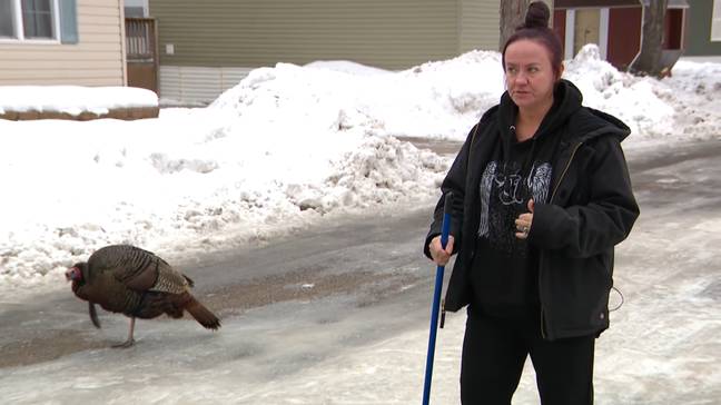 Rachel Gross is one resident being tormented by the bird. Credit: WCCO - CBS Minnesota/ YouTube 