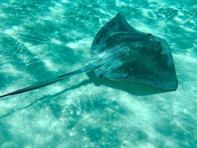 A stingray injury is caused by its venomous tail barb. Credit: Unsplash