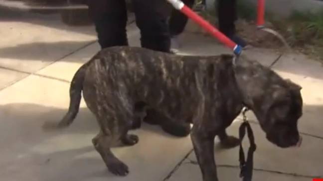 The dog in question. Credits: 7News.