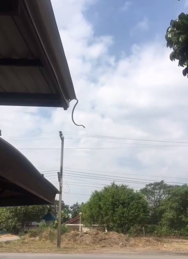 The Snake Drops Down Before Coiling Like A Spring And Launching Itself From The Roof. Credit: The Best Show / Youtube