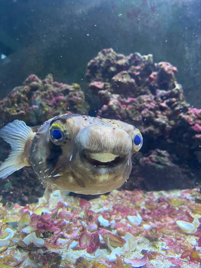 Puffer Teeth Pufferfish Undergoes Dental Work After Teeth Grow Too Big