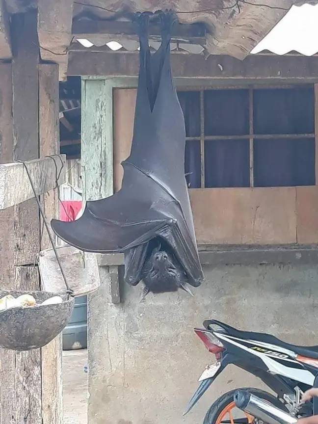 The bat, at first, appears to be about five foot tall. Credit: Twitter/@AlexJoestar622