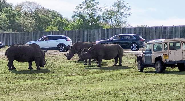 A jeep tried to divert the rhinos. Credit: SWNS