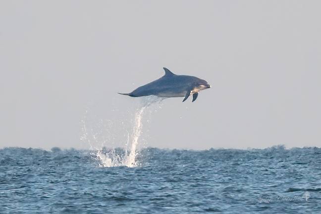It's true, dolphins really do leap out of the water to great heights. Credit: ANDREW COTTRELL / SWNS