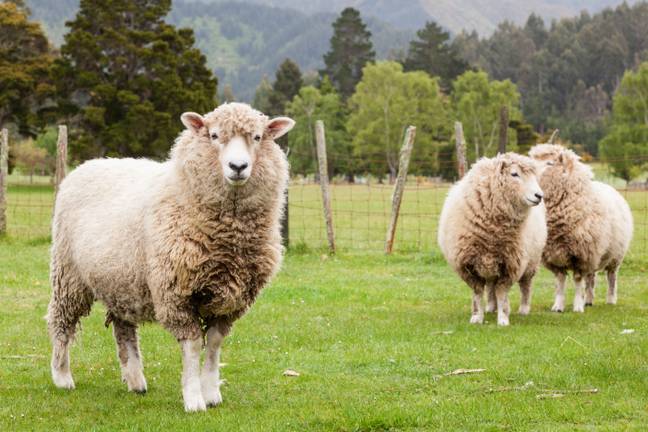 The secret ingredient comes from sheep skin. Credit: travellinglight / Alamy Stock Photo 