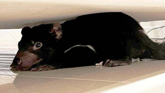 Tasmanian devils aren't actually scary at all. Credit: ABC News