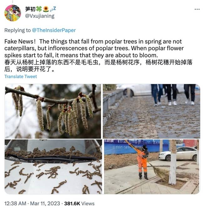People have suggested the 'worms' are actually poplar flowers. Credit: Twitter/@Vxujianing