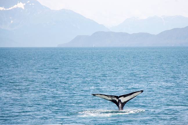 The professor explained whales can pop their penises above water. Credit: Pixabay