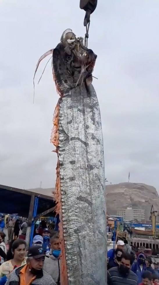 Oarfish are believed to be an omen for oncoming tsunamis and earthquakes. Credit: Jam Press
