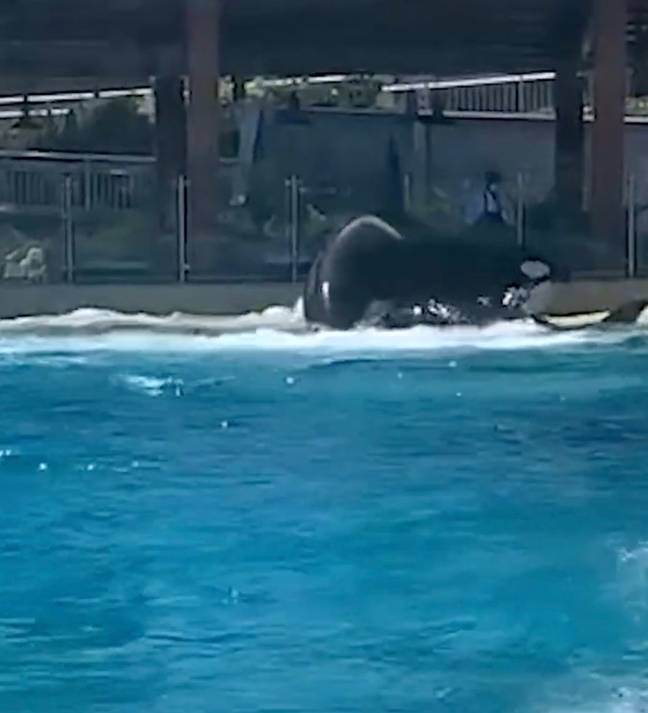 Orcas were seen fighting at SeaWorld. Credit: PETA