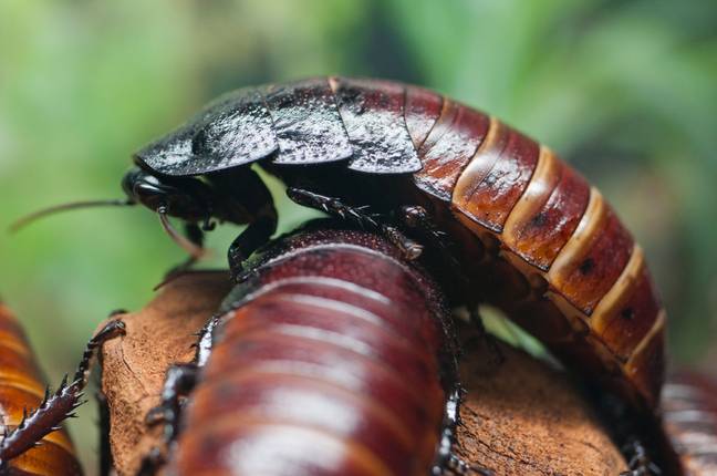 Madagascar cockroach. Credit: Steve Hamblin / Alamy