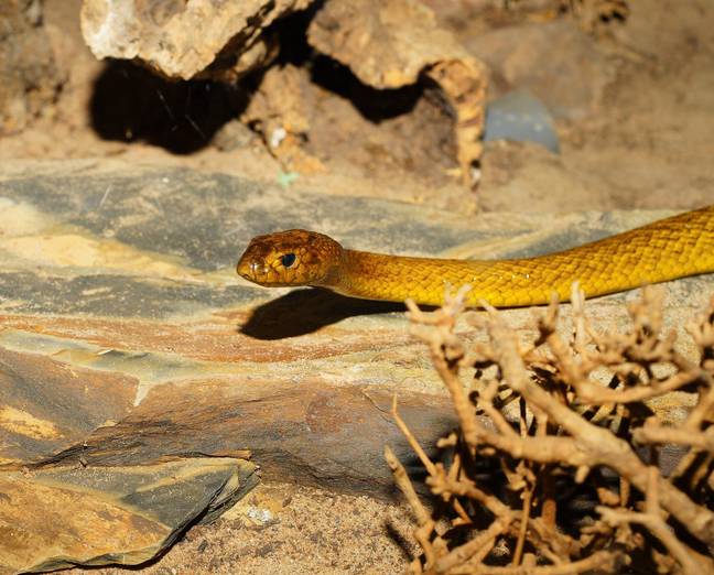 The snake handler was bitten by a Taipan snake. Credit: Pixabay