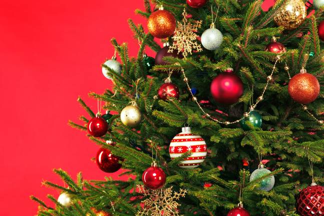 Christmas Tree (Alamy)