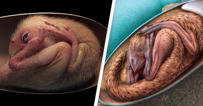 Perfectly Preserved Baby Dinosaur Found Inside It's Egg In Groundbreaking Discovery