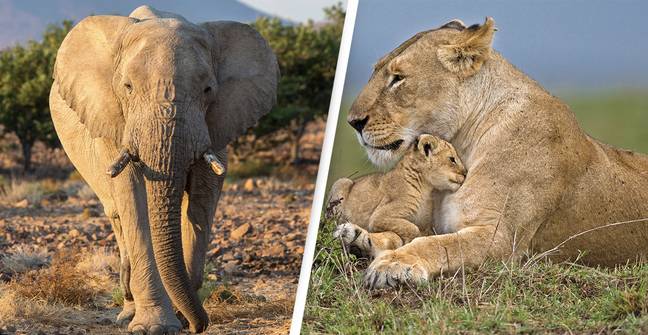 Government Set To Ban Import Of Hunting Trophy Kills - UNILAD