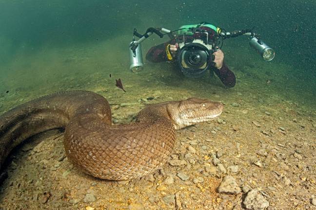 Scuba diver photographing an anaconda. (Alamy)