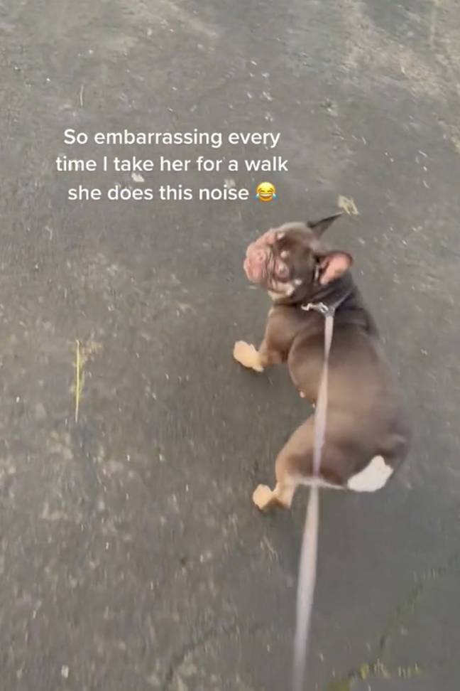 Other French Bulldog owners assured her that the noises were normal. (Credit: TikTok/@maceyyprice)