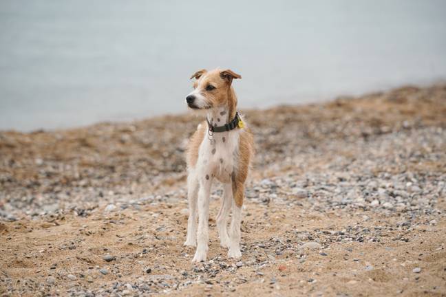 Martin said dog owners have noticed their pets getting sick after trips to the seaside (Credit: Unsplash)