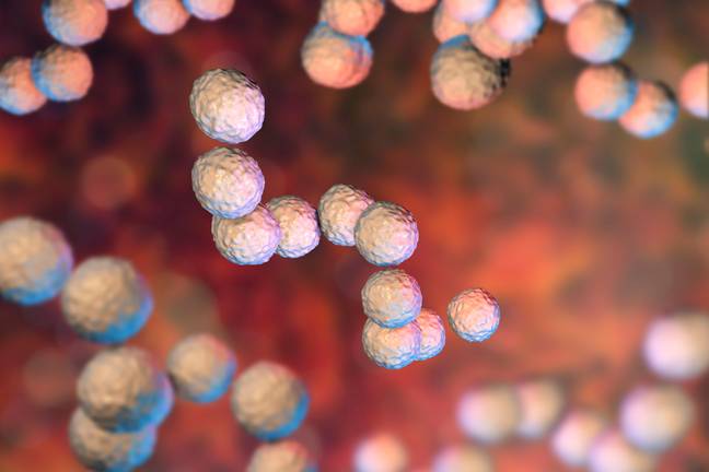 The bacterial infection has been spreading across the nation in recent months. Credit: Science Photo Library/Alamy Stock Photo