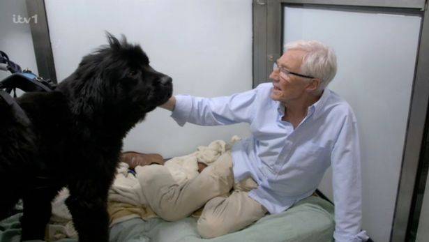Viewers were left in bits over the latest episode of Paul O'Grady: For the Love of Dogs. Credit: ITV