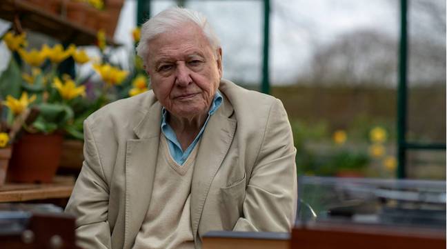 David Attenborough is back (Credit: BBC)
