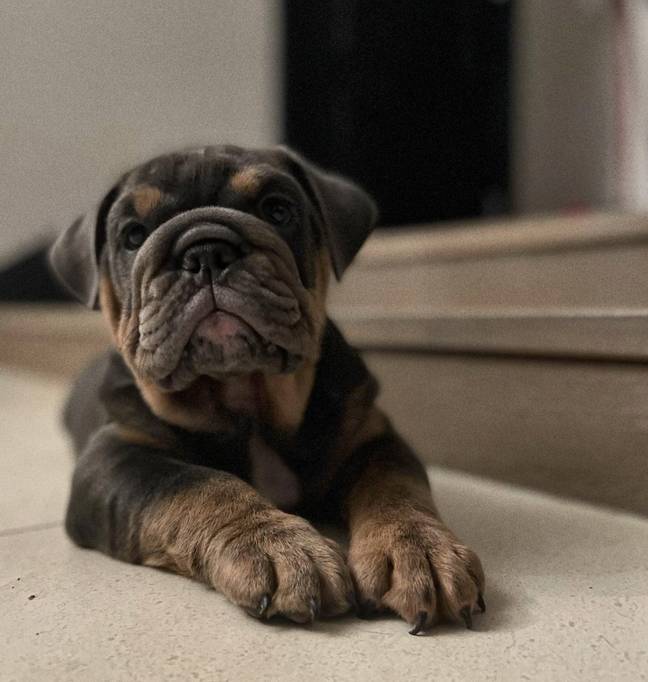 Banksy Blu is the latest addition to the family (Credit: Instagram - louiseredknapp)