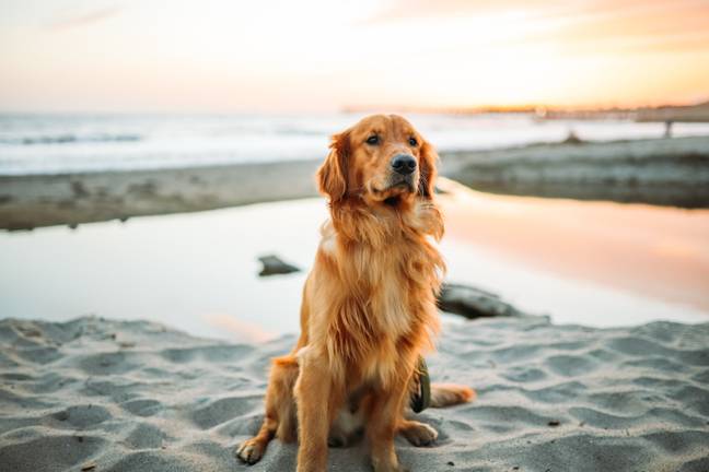 Dogs are banned from a number of beaches across the UK this summer. (Credit: Unsplash)