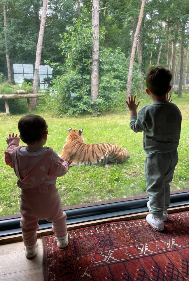 Kids can look out the window onto the tiger enclosure. (Credit: Caters News)