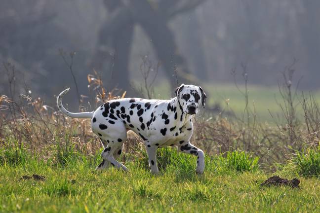 You probably wouldn't expect it of them, but Dalmatians have surprisingly high bite rates. Credit: Arterra Picture Library / Alamy Stock Photo