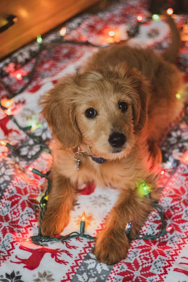 This will be perfect to get in the festive spirit with your furry friend (Credit: Pexels)