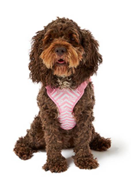 You can now buy Barbie pet accessories especially for your dog - Tyla Your dog can live in a Barbie world this summer. Credit: Pets at Home