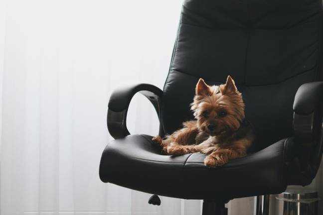 You'll be in charge of handling the dogs while their owners work in the yappy office (Credit: Unsplash)