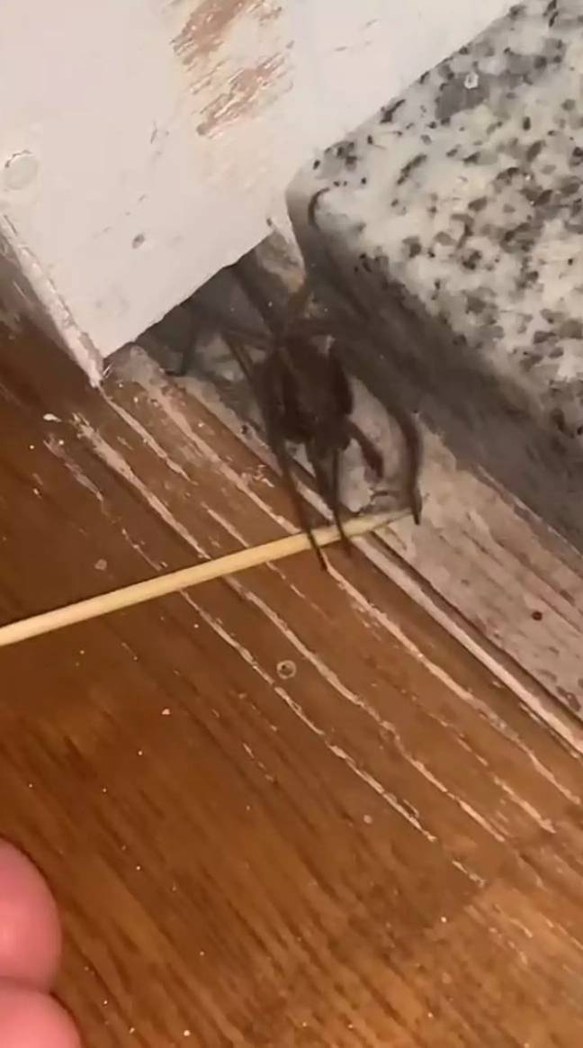 The unwanted guest was constantly showing up in different locations throughout the home and was proving a hard catch. Credit: Kennedy News and Media