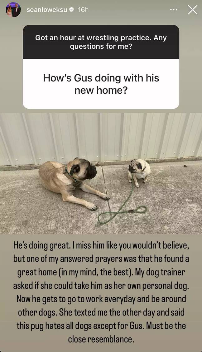 Gus the dog is doing well, too. Credit: Instagram/@seanloweksu