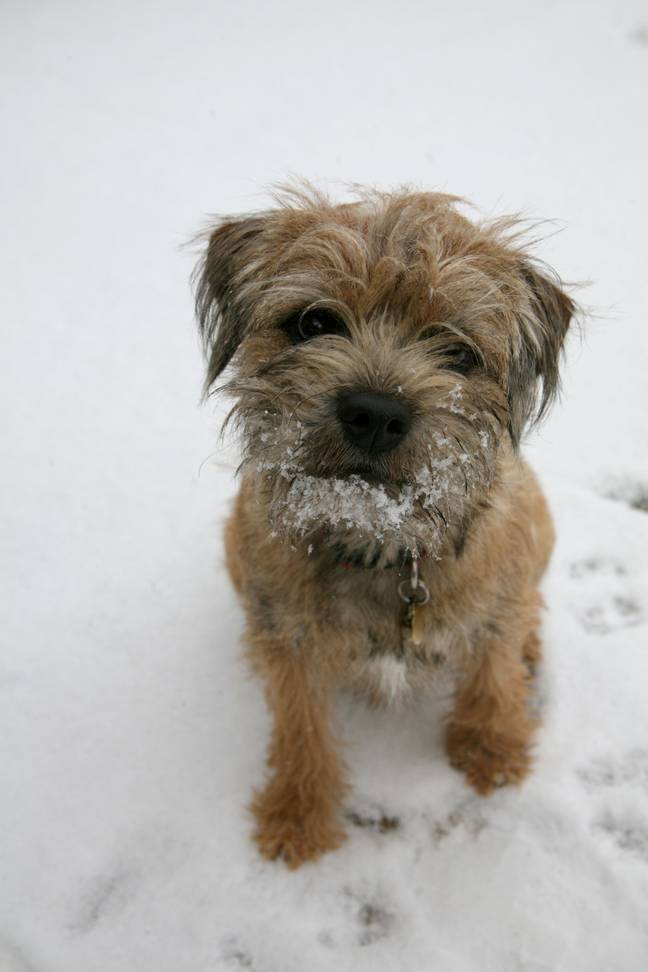 Our adorable pups struggle with colder temperatures (Credit: Alamy)