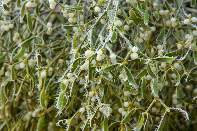 Mistletoe is an evergreen plant with white berries. Credit: Francisco Martinez/Alamy Stock Photo