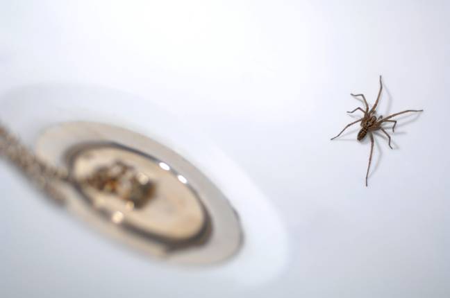The spiders mating season has begun. Credit: Finnbarr Webster/Alamy Stock Photo