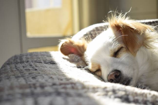 These subtle signs could mean your dog is in pain. [Credit: Pexels]
