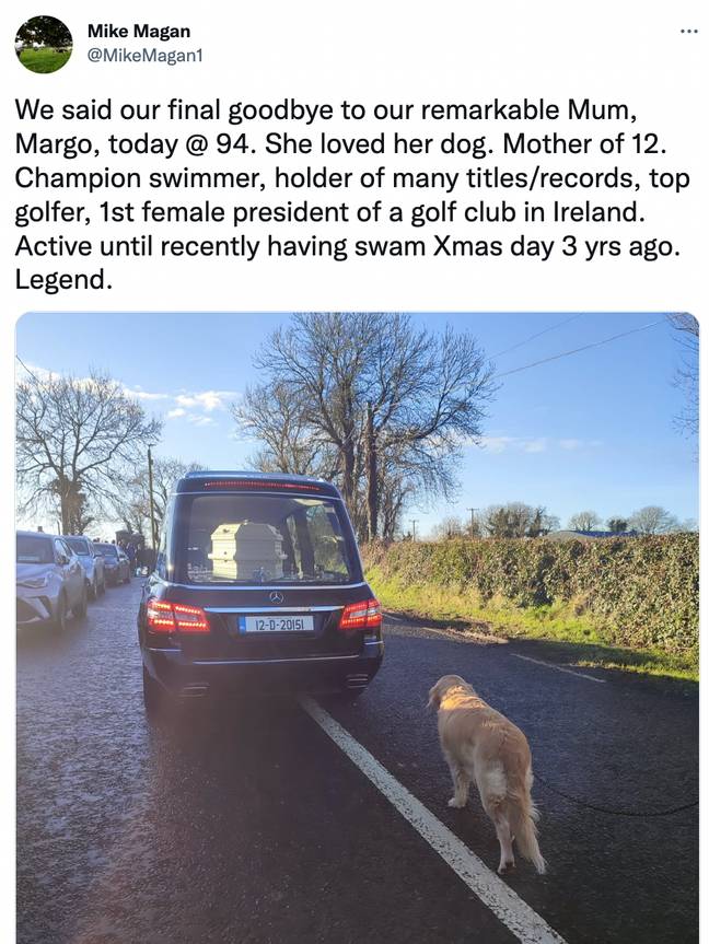 The dog was pictured following her owner's hearse. Credit: @TamaraGervasoni/Twitter