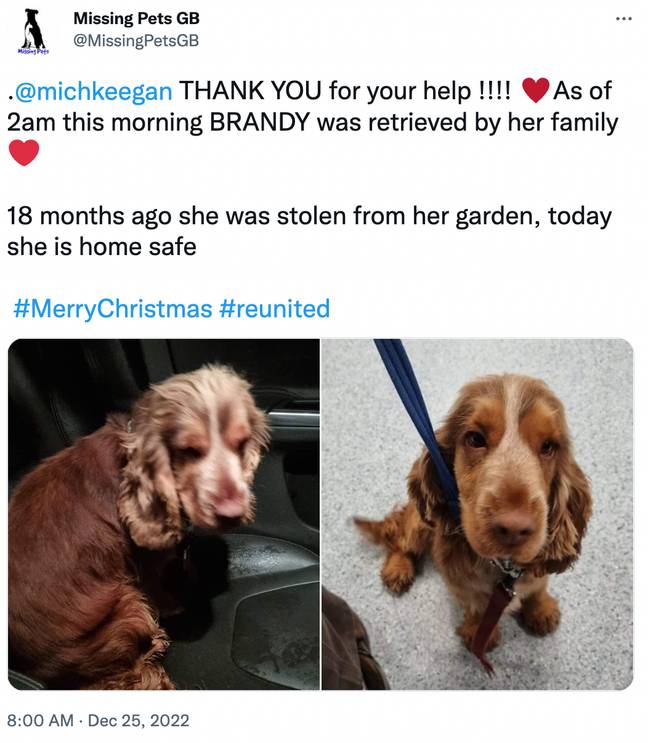 The pup has now been reunited with her family. Credit: Twitter/@MissingPetsGB