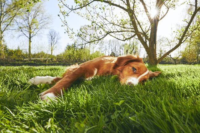 Dog owners must be careful in the heat (Credit: Shutterstock)
