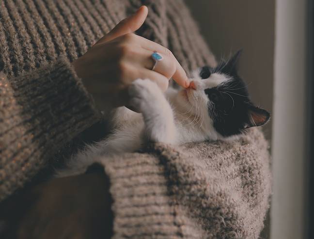 The woman initially thought the cat had got outside. Credit: Pexels